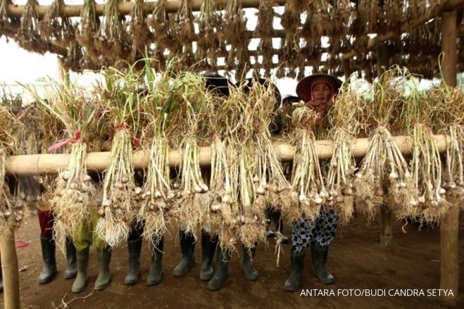 Realisasi tanam importir bawang putih baru 2.500 ha