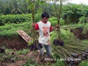 Sengon, sang primadona untuk membibitkan uang (2)