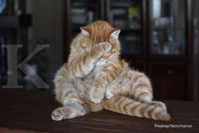 Begini Cara Mengobati Cacingan pada Kucing Anda