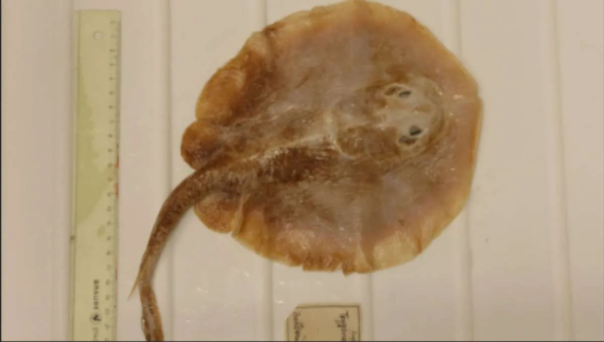 ​Apa Itu Ikan Pari Jawa yang Dinyatakan Punah?