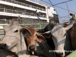Harga sapi di Nusa Tenggara rendah