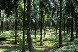 Jaring ide baru, RSPO gelar kompetisi bisnis model pendanaan sawit berkelanjutan