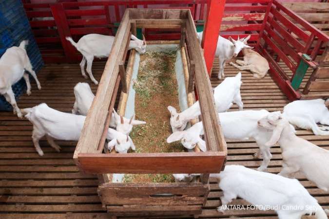 Harga Kambing Kurban di Jateng Terbaru 2025 untuk Idul Adha