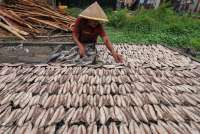 Harga Ikan Tongkol Melambung, Harga Jagung Anjlok di Sumatra Utara Hari Ini (13/11)