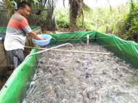 Mendongkrak panen ikan lele lewat penerapan teknologi tepat guna