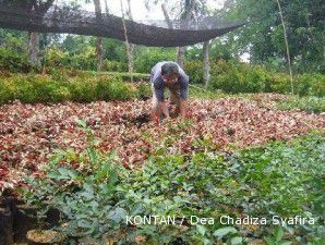 Sentra tanaman hias Curug: Setop membibit saat musim hujan tiba (2)