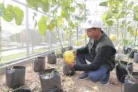 Pendapatan Rp 10 Juta/Bulan, Daftar Petani Milenial Di Latihanonline.pertanian.go.id