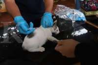 Pecinta Kucing Wajib Tahu, Berikut Ciri-Ciri Kucing Rabies