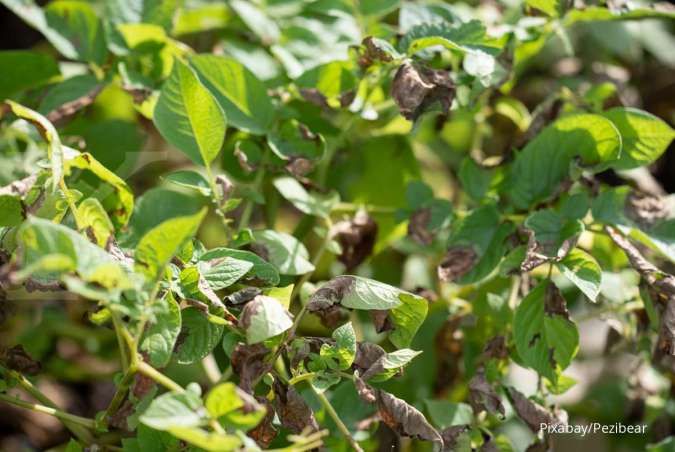 Apa yang Terjadi Jika Tanaman Tidak Diberi Pupuk? Simak Jawabannya