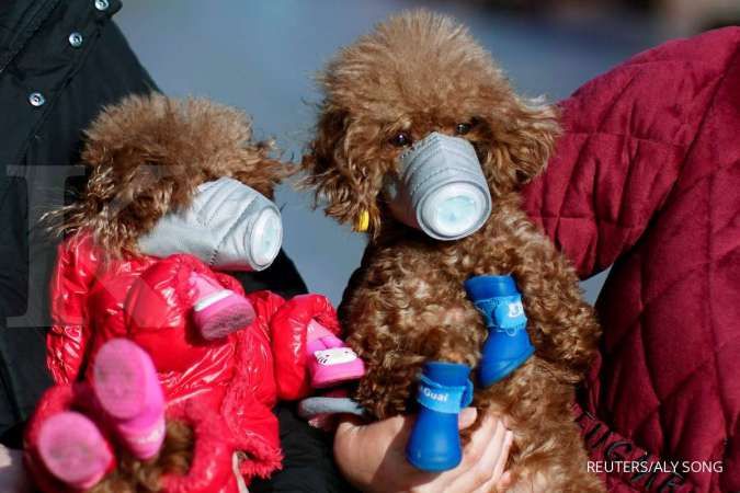 Kasus penularan dari manusia ke hewan, anjing di Hong Kong positif corona