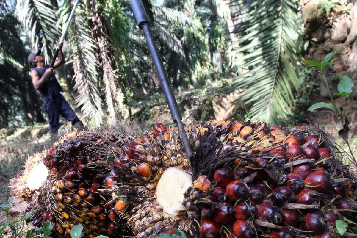 Analis sebut harga CPO berpotensi mengalami fluktuasi, ini penyebabnya