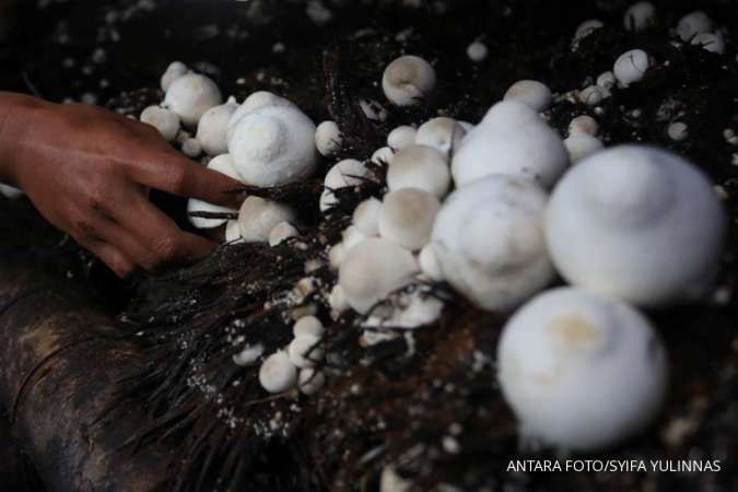 Makan Jamur Bisa Cegah Kanker hingga Tunda Kematian, Ini Penjelasannya