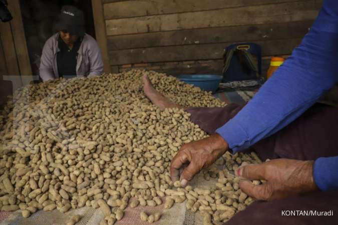 Mengupas bisnis kacang rondam, usaha warisan turun temurun di Samosir (1)