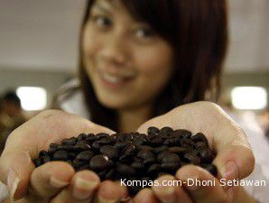 Australia Minati Kopi Pangalengan