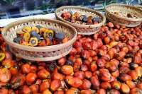 BPDB : Biodiesel jadi Pilar Stabilitas Harga Sawit dan Energi Nasional