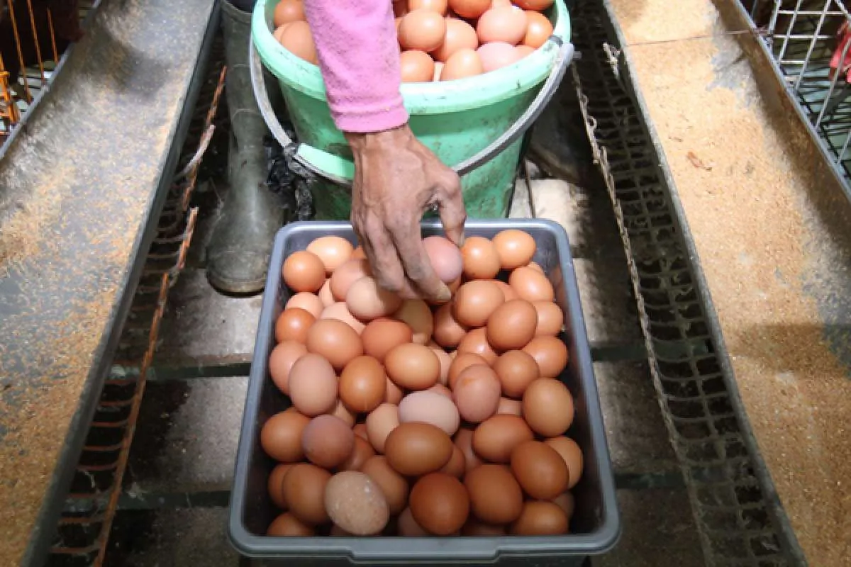 Harga telur rendah, peternak ingin pemerintah serap ketersediaan telur untuk bansos