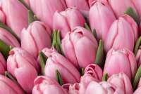 Tren Tanaman Bunga Tulip, Bisa Jadi Pembatas Ruang Tamu & Bikin Suasana Fresh
