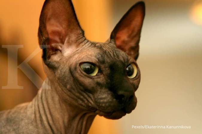Fakta- Fakta Menarik Seputar Kucing Sphynx yang Jarang Disadari