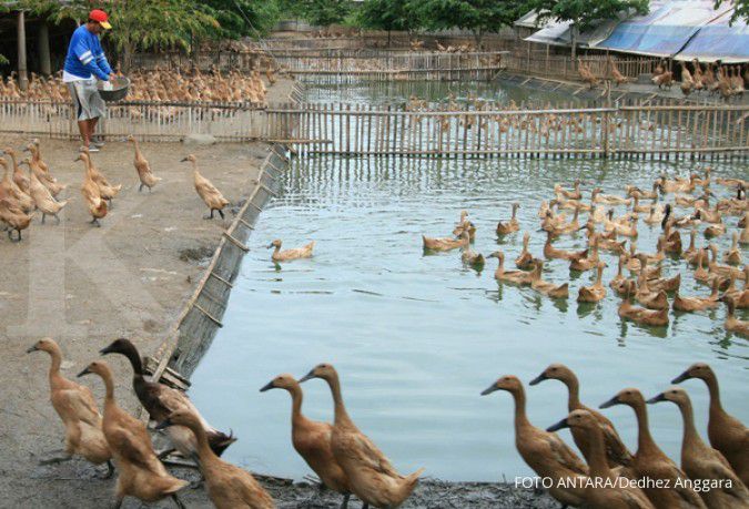 Peternak protes impor bebek dari Malaysia