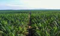 Jhonlin Agro (JARR) Raih Fasilitas Kredit Investasi Rp 1,4 Triliun dari Bank Mandiri