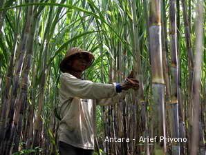 Kenaikan HET Pupuk Rugikan Petani Tebu