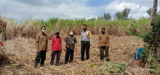 Perhutani Lakukan Kerjasama Agroforestry Tebu dengan PTPN