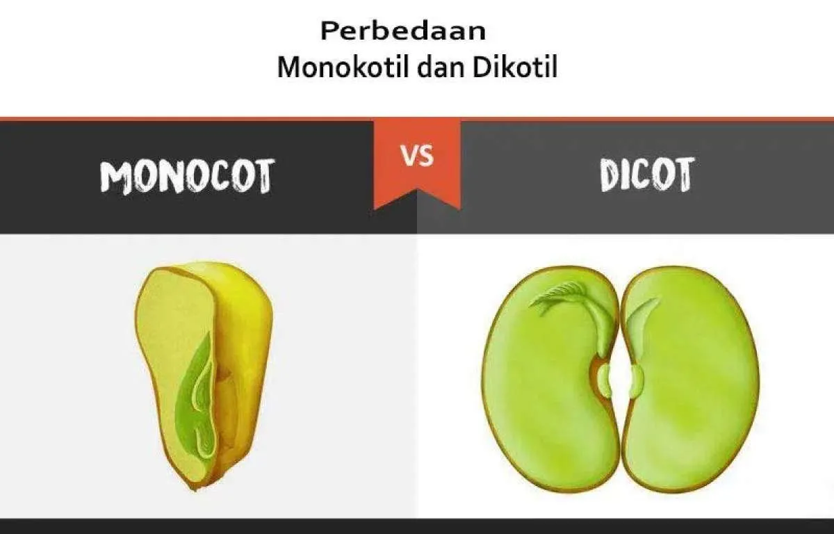 Sama-sama tumbuhan, ini perbedaan monokotil dan dikotil