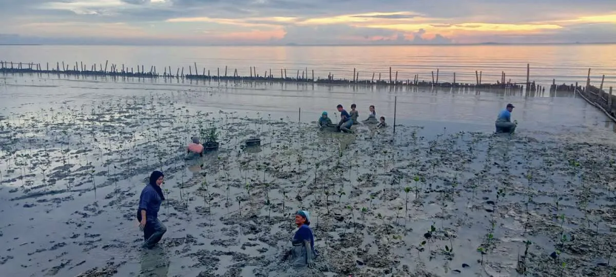 Cegah Abrasi, Askrindo Hadirkan Ecowisata Mangrove di Mempawah