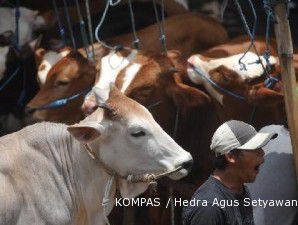 Kredit pembibitan sapi telah capai Rp 124,56 miliar