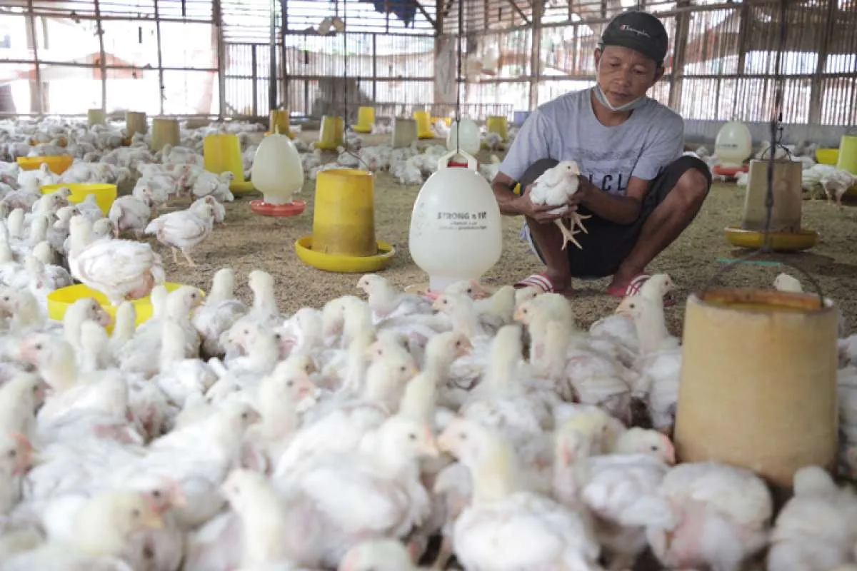 Harga ayam tertekan, peternak dorong transparansi data integrator