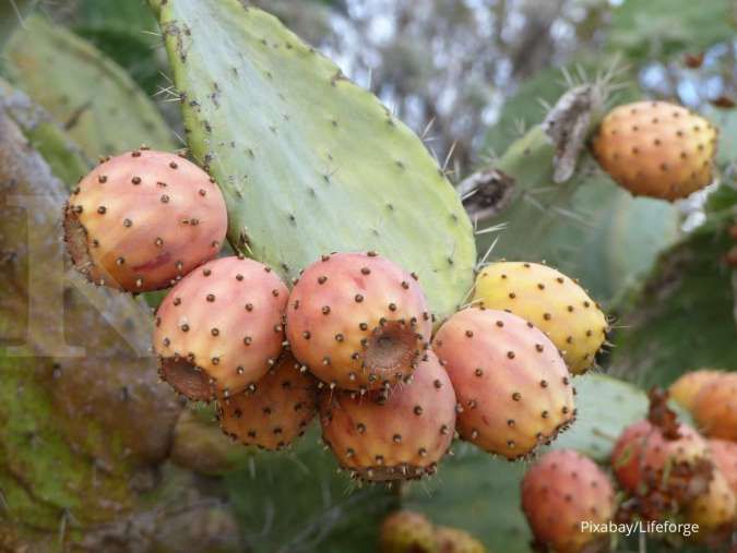 Ini Beberapa Manfaat Kesehatan Mengonsumsi Kaktus dengan Rutin