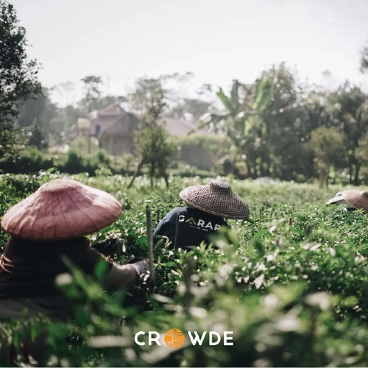 Tawaran modal usaha pertanian dari Crowde untuk petani lewat program GARAP