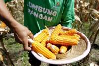 Harga Jagung Naik, Ini Penjelasan Petani