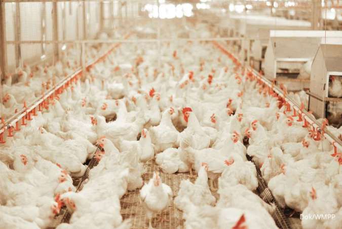 WMPP Bidik Pertumbuhan Pendapatan 57% di 2025,Andalkan Divestasi & Permintaan Protein