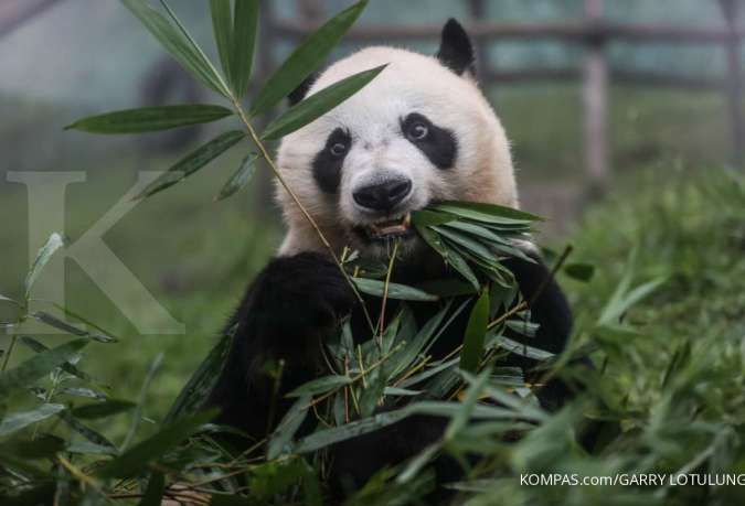 Hubungan China dengan Barat Memburuk, Panda-Panda di Amerika Bakal Pulang Kampung