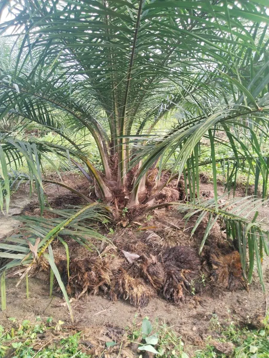 Tanaman Kelapa Sawit Milik Kebun Bangun Sudah Memenuhi Standar