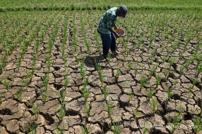 Pemerintah Bersiap Bentuk Satgas El Nino