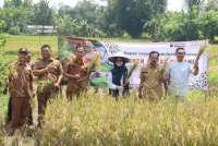 Jasindo Dorong Ketahanan Pangan Lewat Program Beras Sehat di Karawang