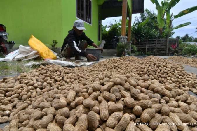 Kaya Nutrisi, Kacang Tanah Sangat Baik untuk Kesehatan Tubuh