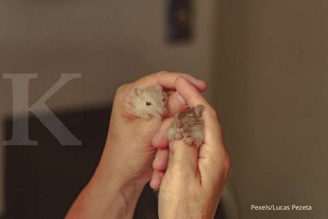 Ini Beberapa Penyebab Kenapa Hamster Peliharaan Suka Menggigit
