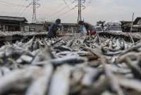 Ada 65 Wilayah, Ini Cara Cek Lokasi Kampung Nelayan Merah Putih Terdekat