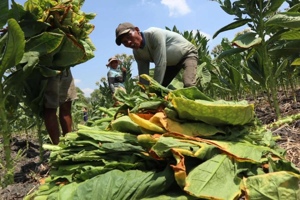 Petani Protes RPP UU Kesehatan Zat Adiktif yang Dinilai Berat Sebelah