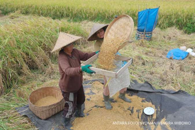 FAO Wanti-Wanti Produksi Beras Global Berpotensi Turun Imbas Cuaca Ekstrem El-Nino