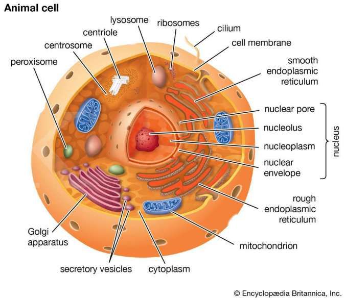 Inilah struktur anatomi sel pada tubuh makhluk hidup beserta fungsinya