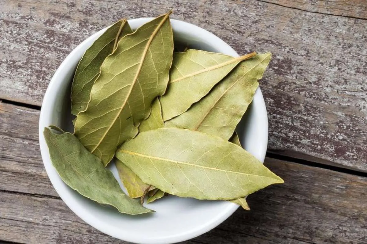 Daun salam bermanfaat sebagai obat herbal untuk diare