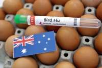 Filipina dan Australia Laporkan Wabah Flu Burung