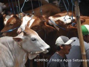 Kementerian pertanian fokus evakuasi sapi korban Merapi