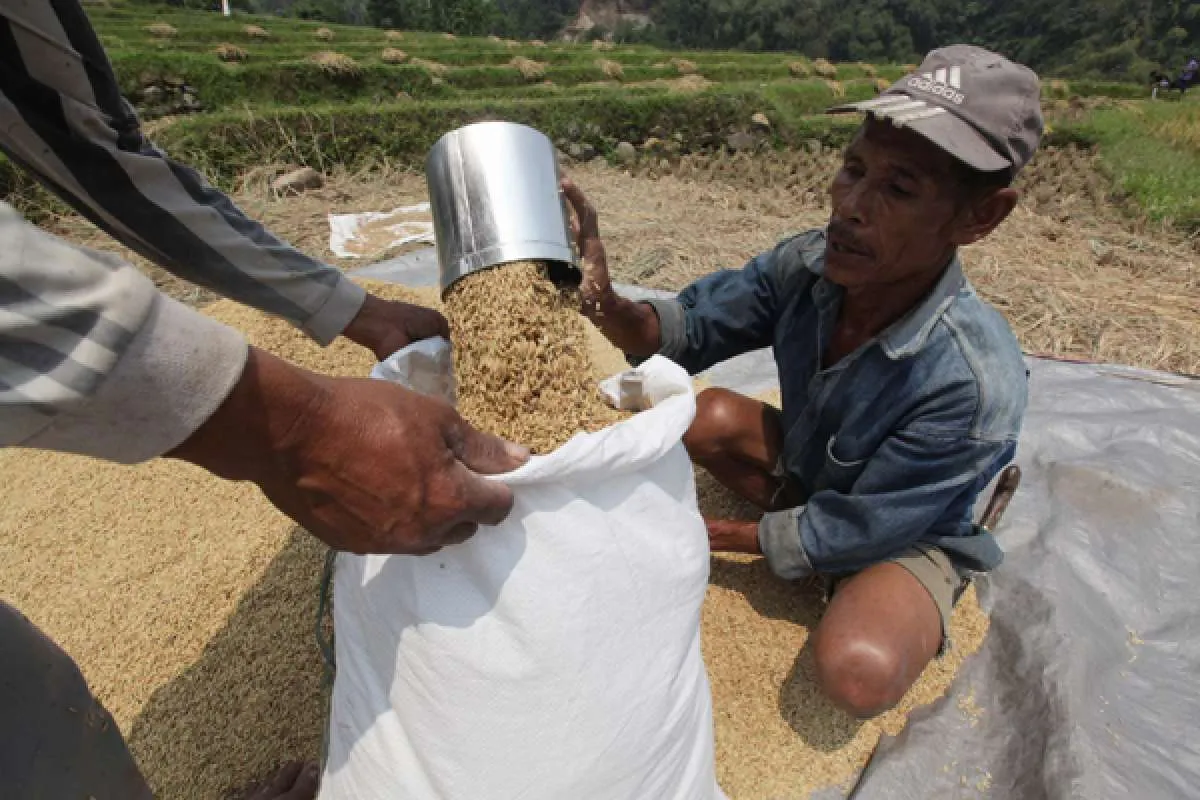 Nilai tukar petani pada Oktober naik, kecuali pada subsektor peternakan