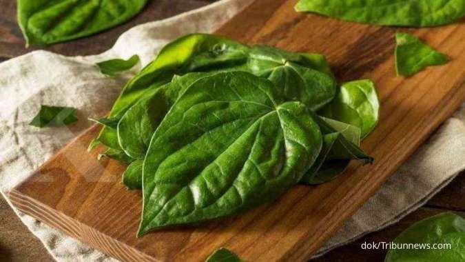Sederet manfaat daun sirih untuk kesehatan tubuh
