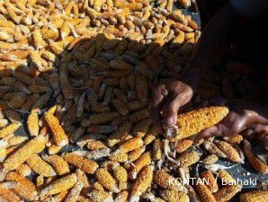 Harga minyak tinggi, penurunan harga jagung bersifat sementara